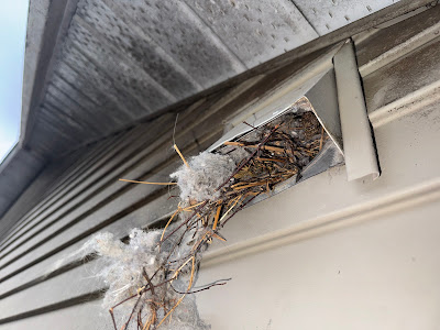 Exterior dryer vent clogged with lint and nesting debris